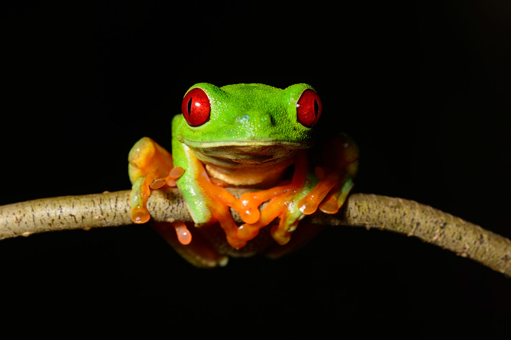 Red-eyed-Tree Frog, Agalychnis callidryas