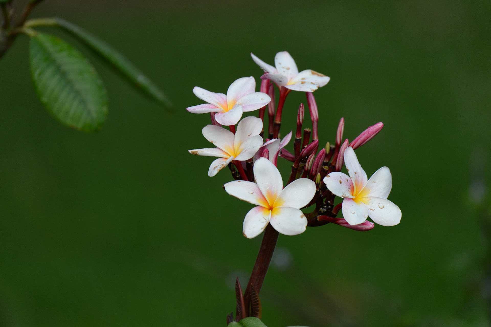 Mexican Plumeria, Plumeria rubra