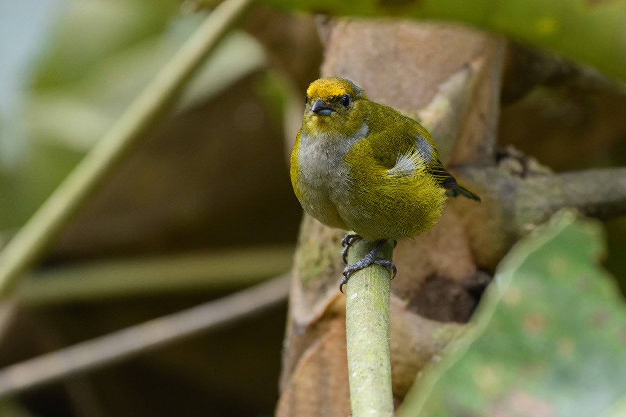 Orange-bellied Euphonia, Euphonia xanthogaster