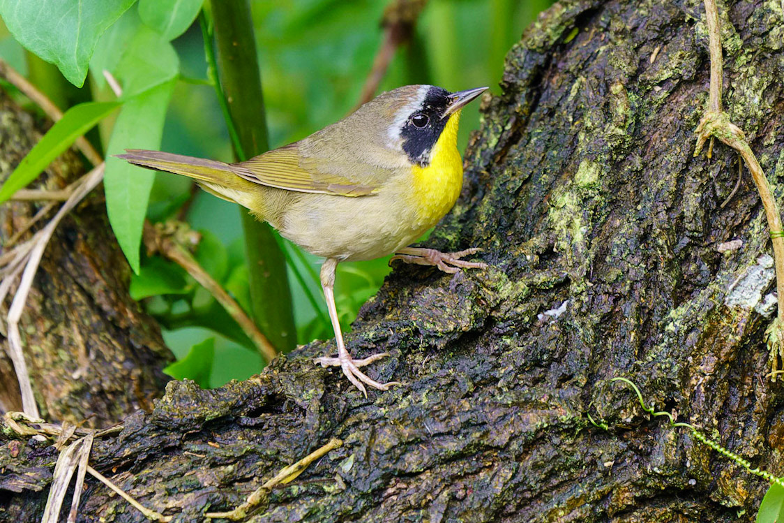 Common Yellowthroat, Geothlypis trichas