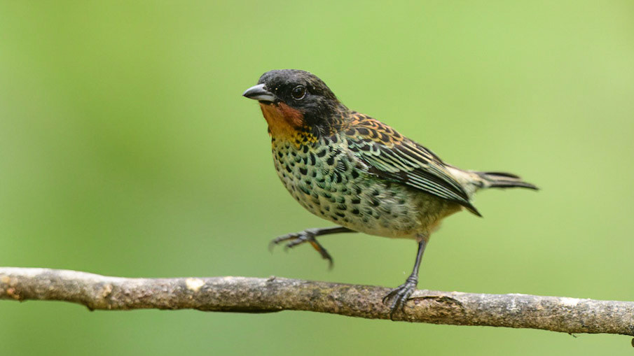 Rufous-throated Tanager, Ixothraupis rufigula