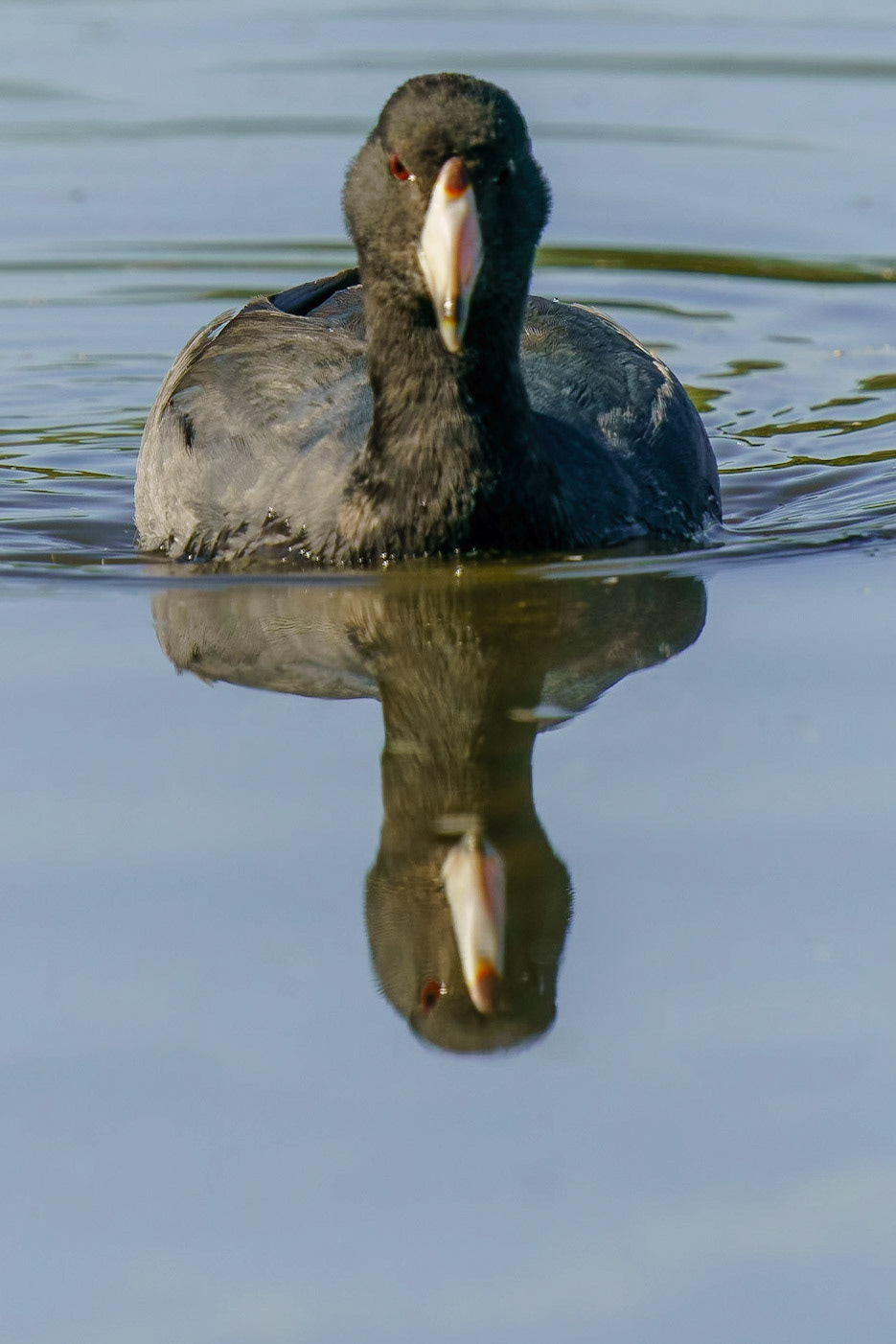 American Coot - Fulica americana