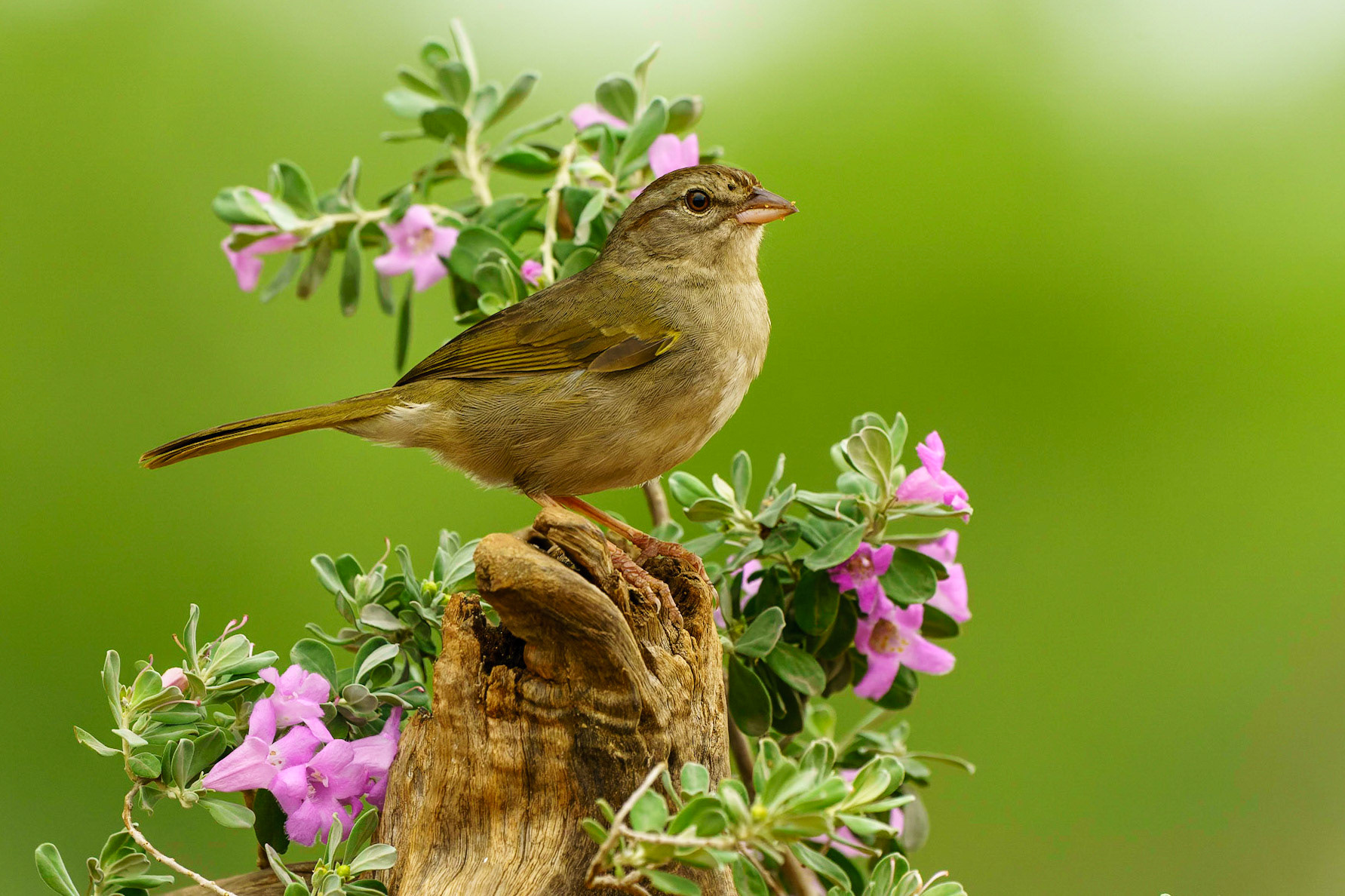 Olive Sparrow, Arremonops rufivirgatus