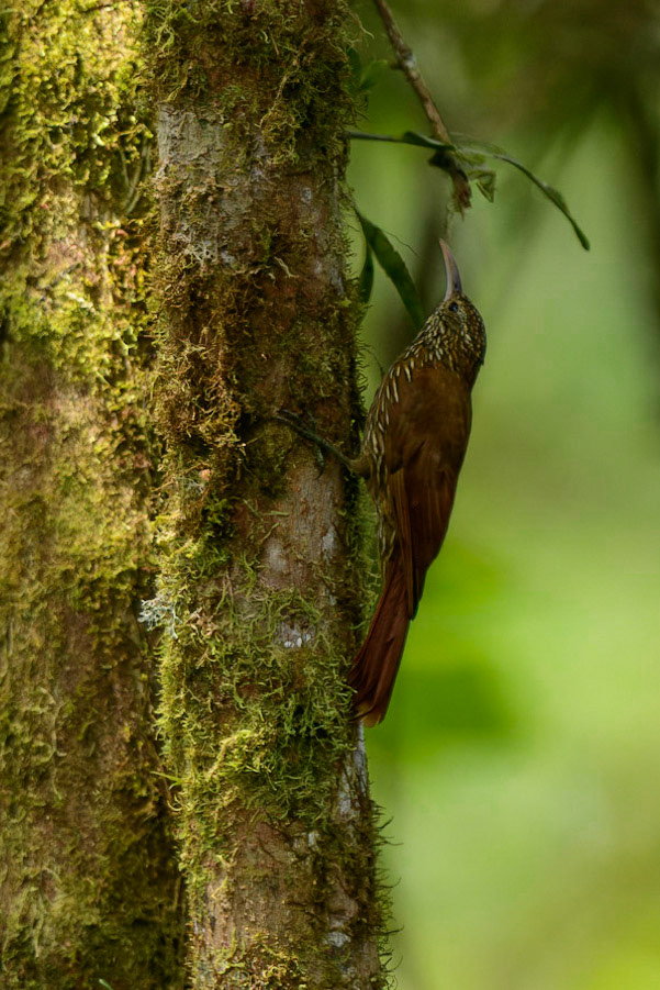 Montane Woodcreeper Lepidocolaptes lacrymiger