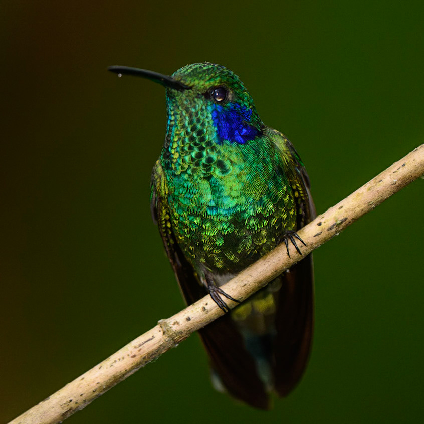Lesser Violetear, Colibri cyanotus