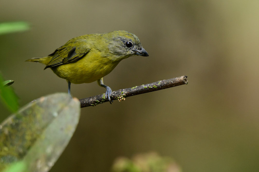 Thick-billed Euphonia, Euphonia laniirostris