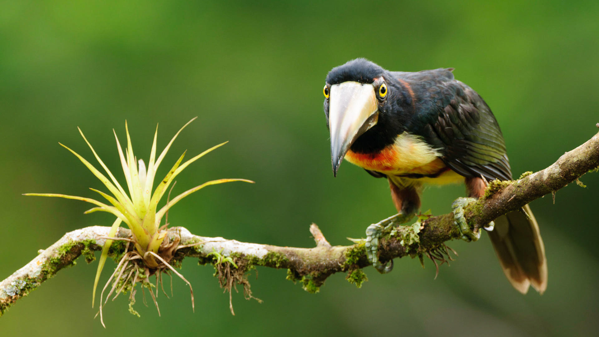 Collared Aracari, Pteroglossus torquatus