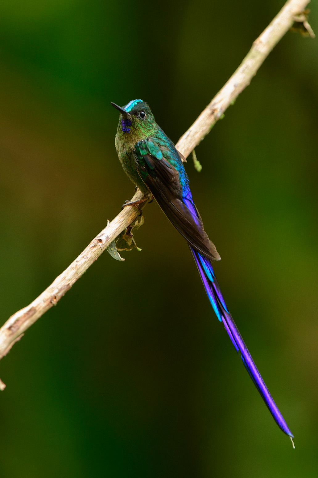 Violet-tailed Sylph, Aglaiocercus coelestis