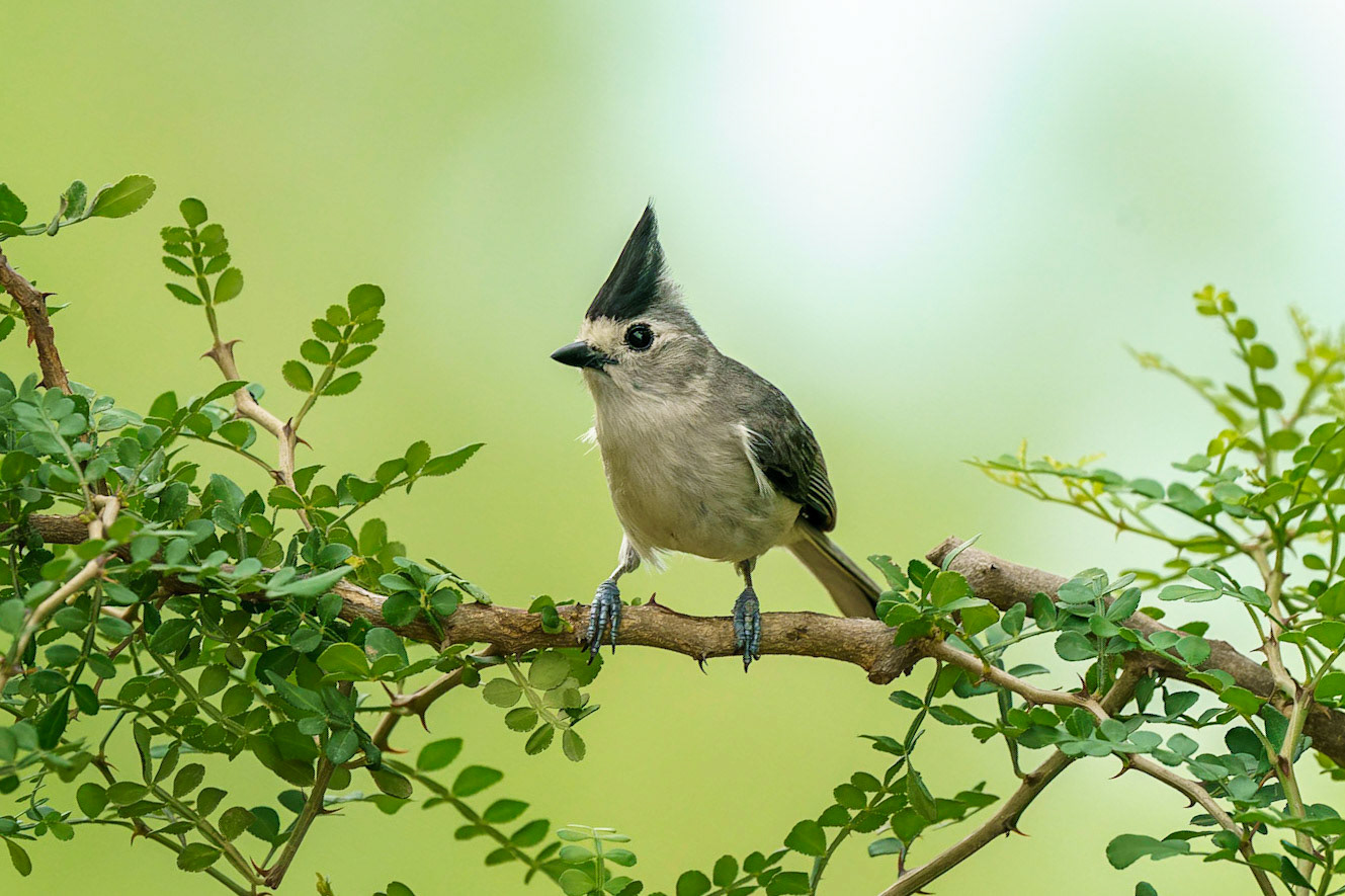 Black-crested Titmouse, Baeolophus atricristatus