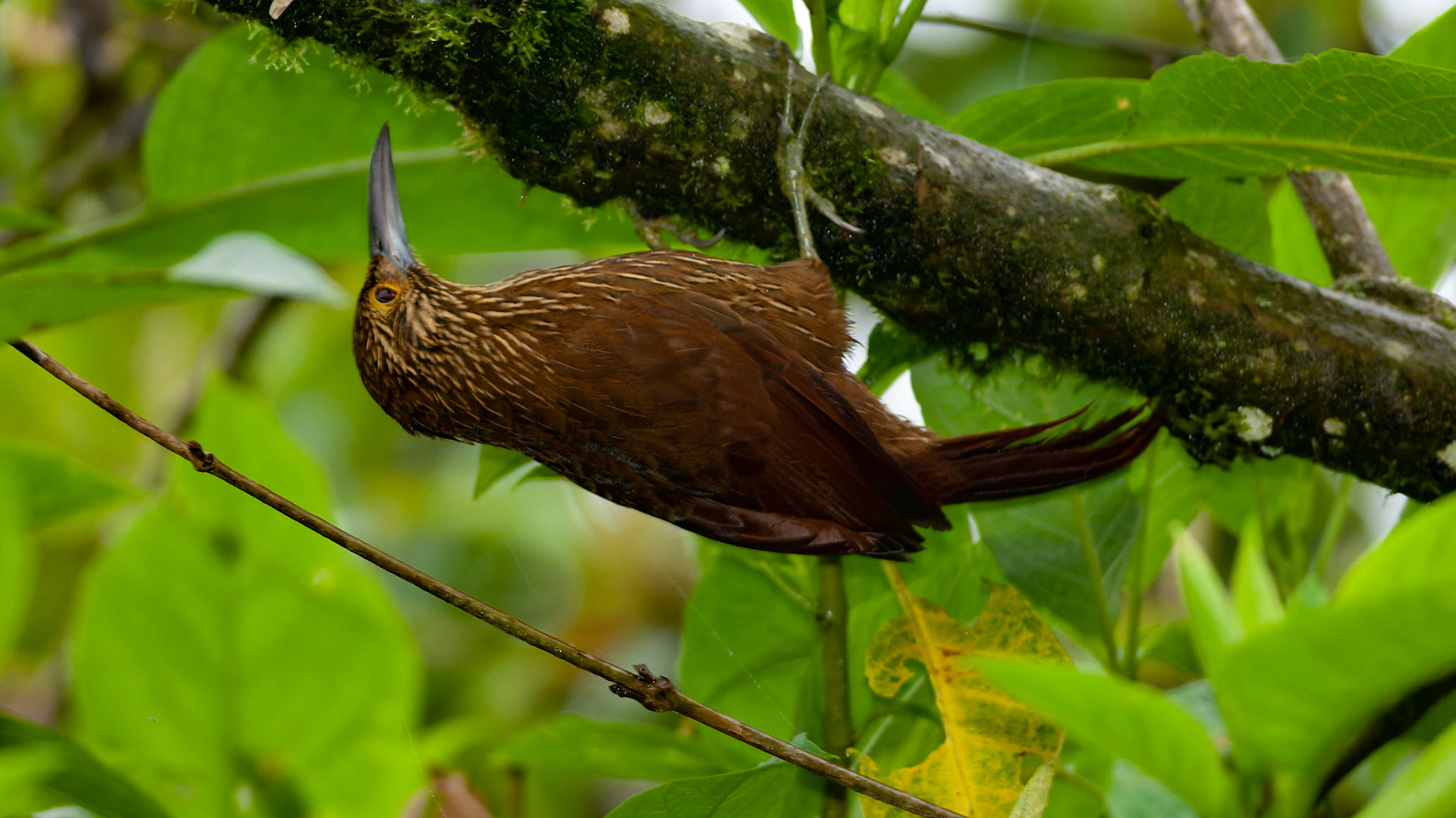 Strong-billed Woodcreeper, Xiphocolaptes promeropirhynchus ignotus