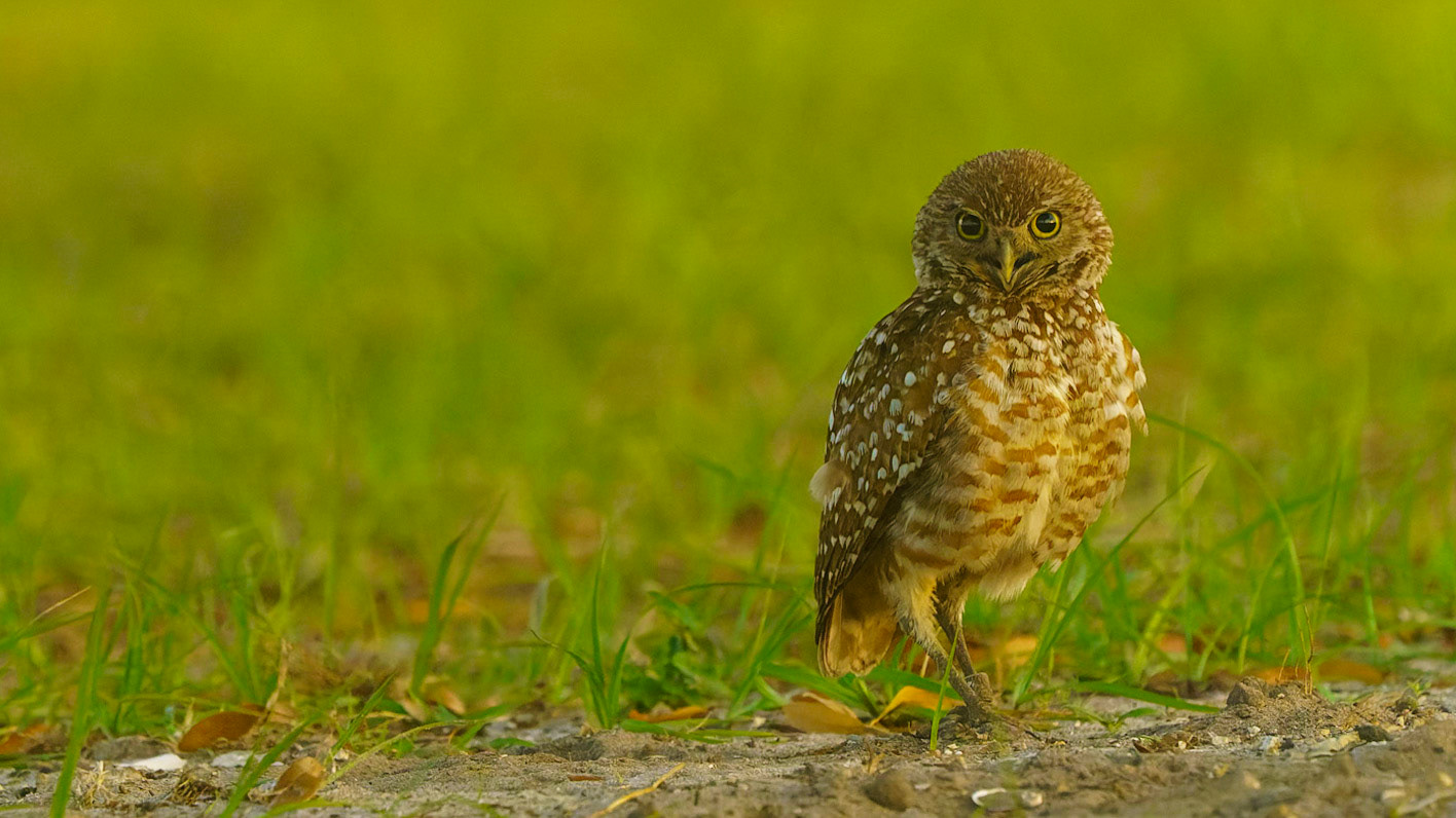 Burrowing Owl, Athene cunicularia