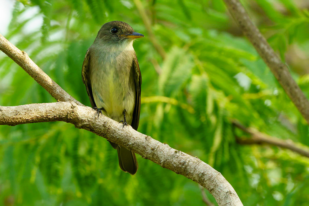 Eastern Wood-Pewee, Contopus virens