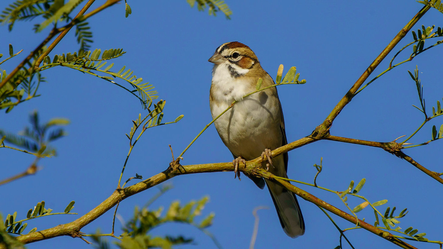 Lark Sparrow, Chondestes grammacus