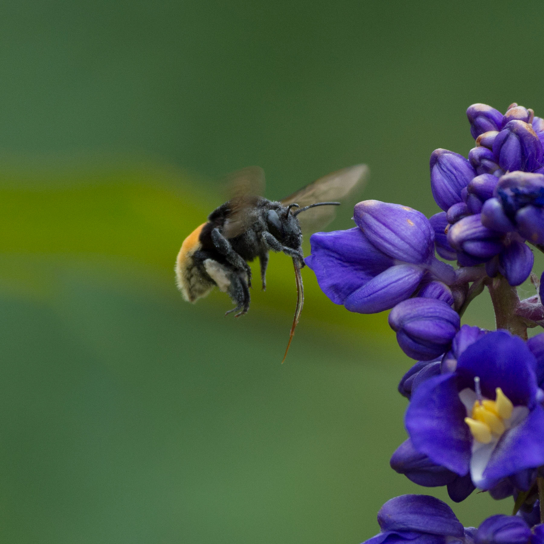 Orchid Bee - Eulaema meriana