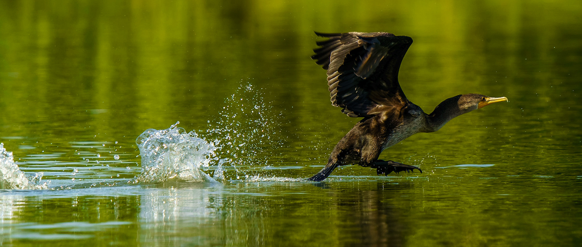 Double-crested Cormorant (Female), Nannopterum auritum