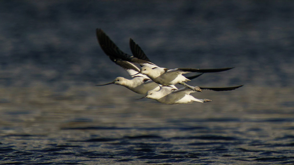 American Avocet, Recurvirostra americana