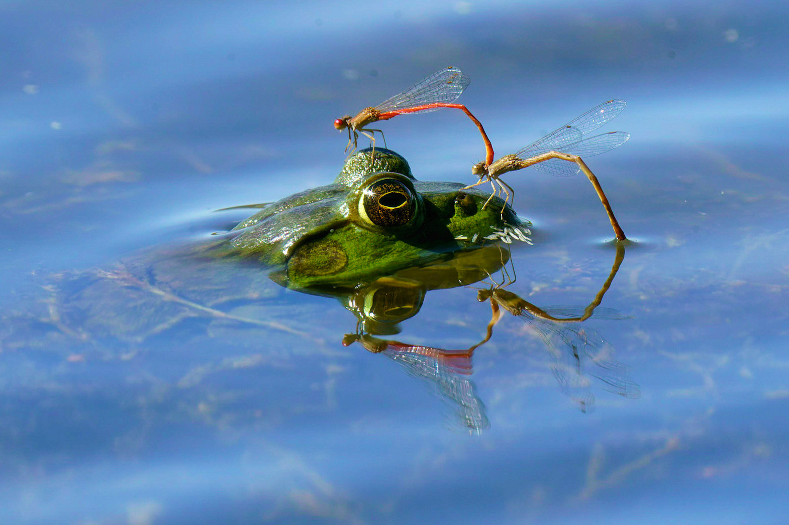 Desert Firetail (Damselfly), Telebasis salva and American Bullfrog