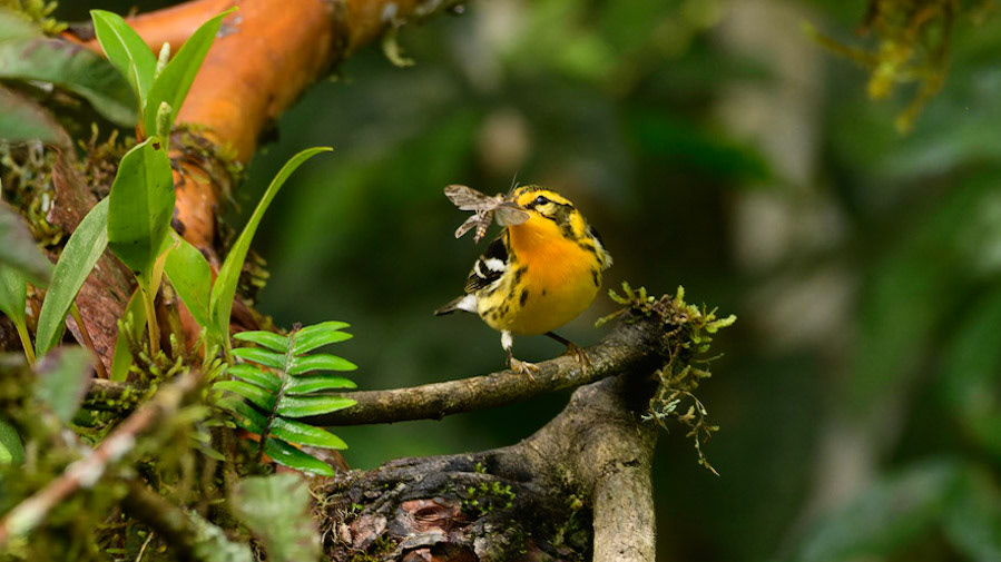 Blackburnian Warbler, Setophaga fusca