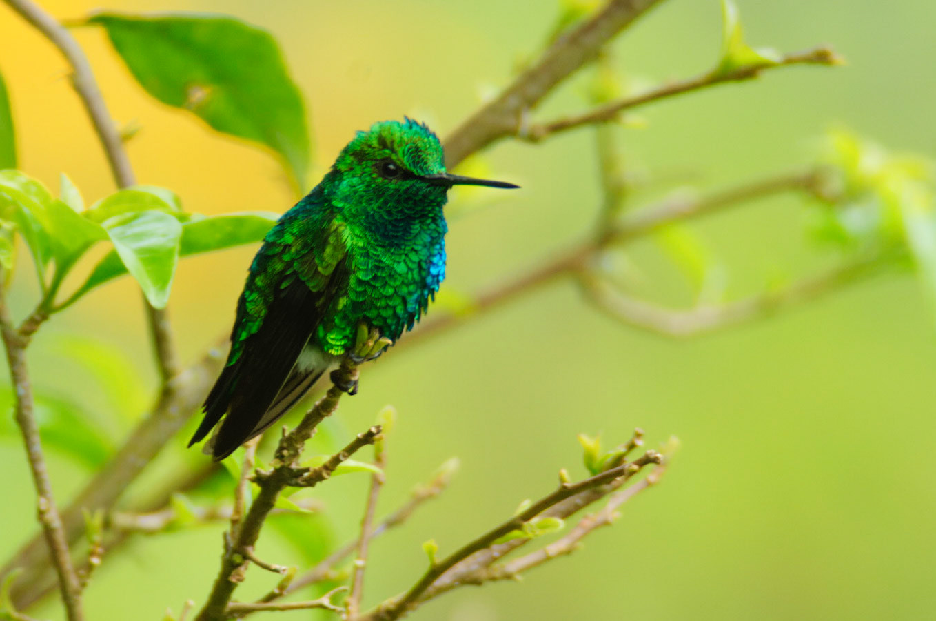 Western Emerald, Chlorostilbon melanorhynchus
