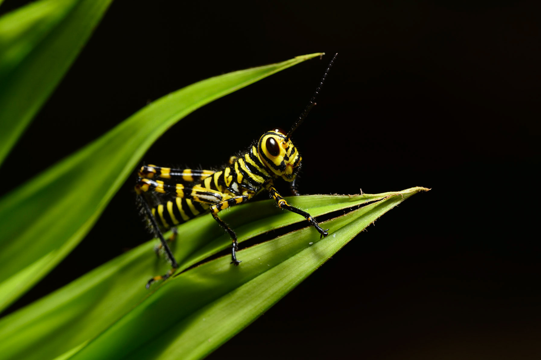 Giant Red-winged Grasshopper, tropidacris cristata dux