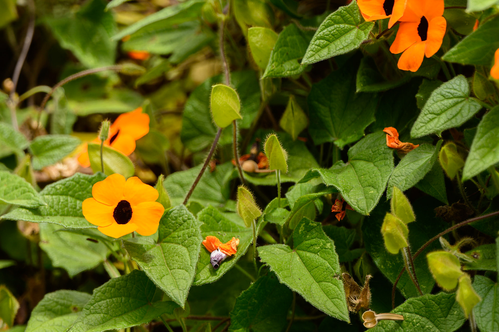 Black-eyed Susan Vine, Thunbergia alata