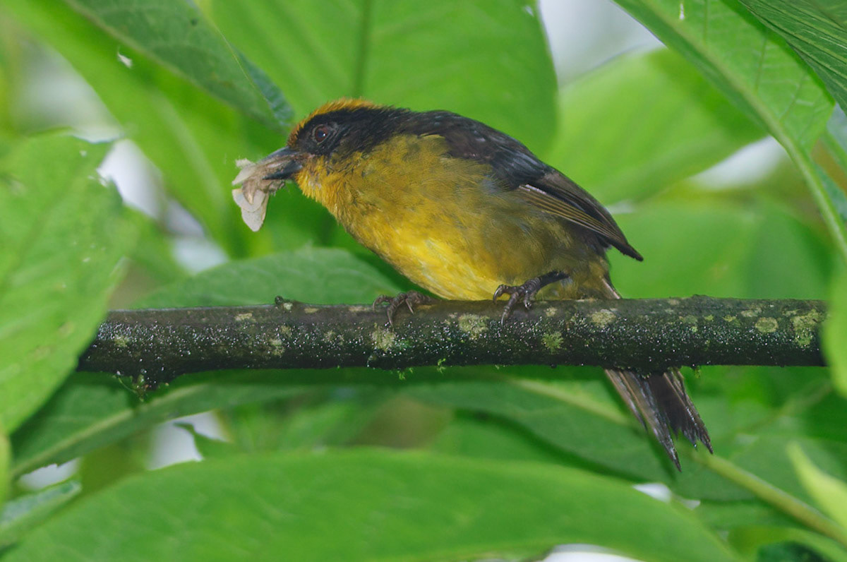 Dusky-faced Tanager, Mitrospingus cassinii