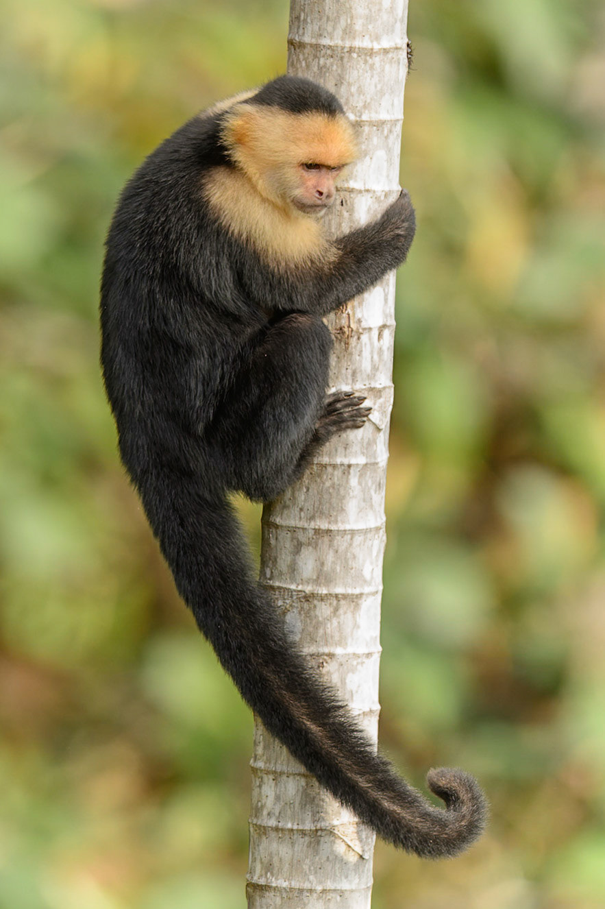 Panamanian white-faced capuchin, Cebus imitator