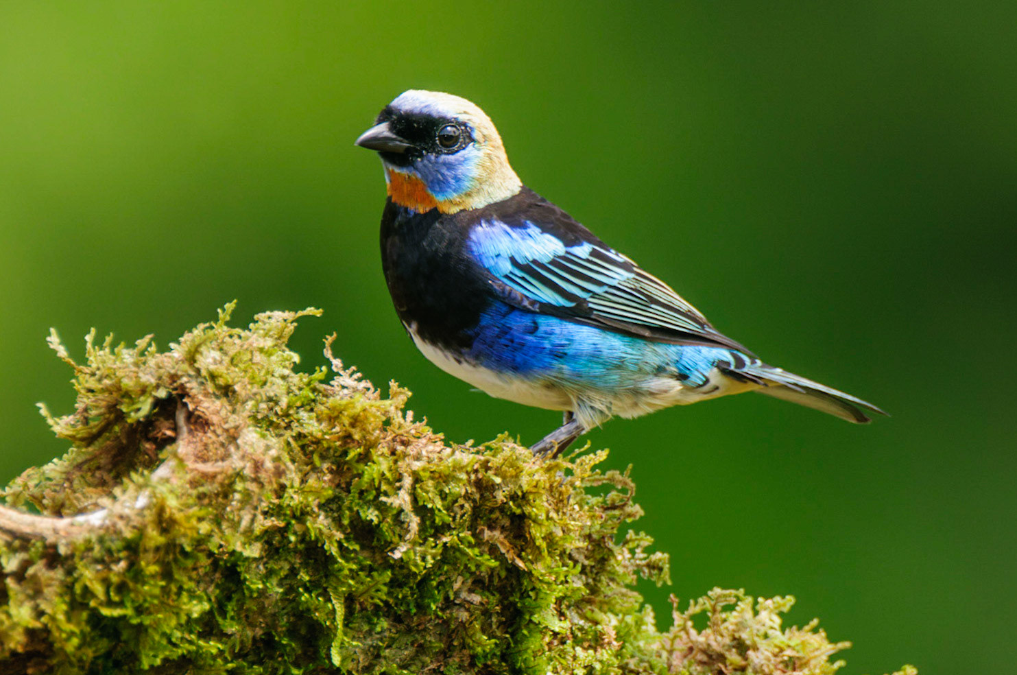 Golden-hooded Tanager, Stilpnia larvata