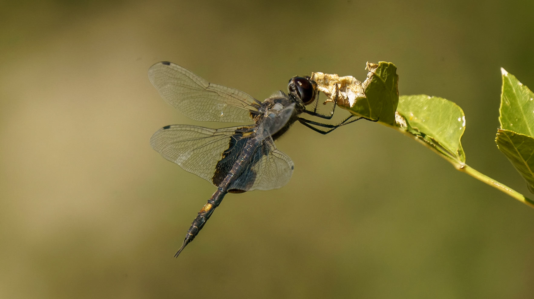 Black Saddlebags, Tramea lacerata