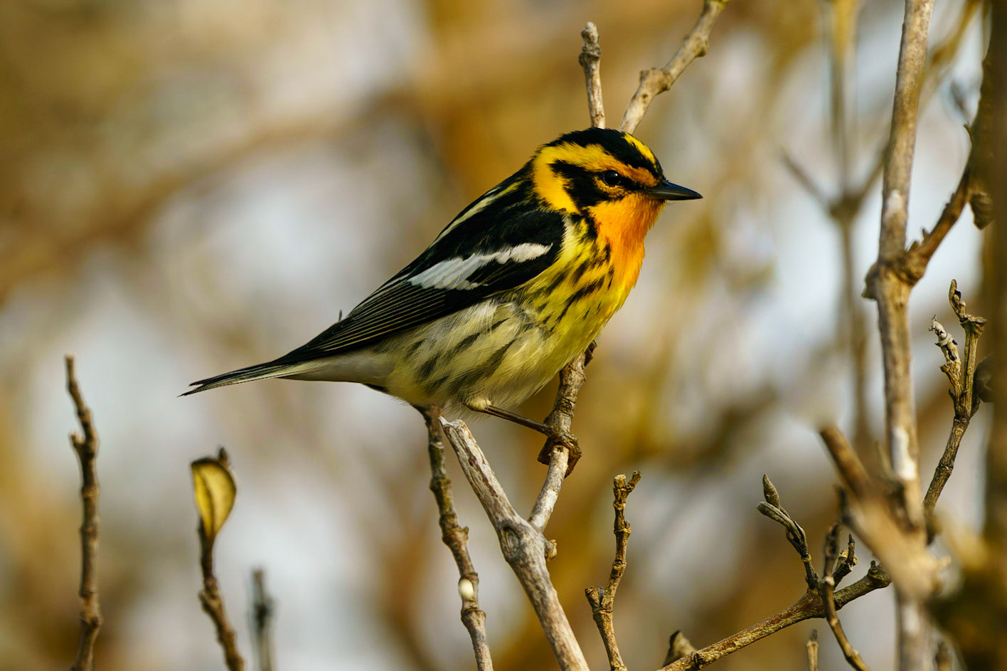 Blackburnian Warbler, Setophaga fusca