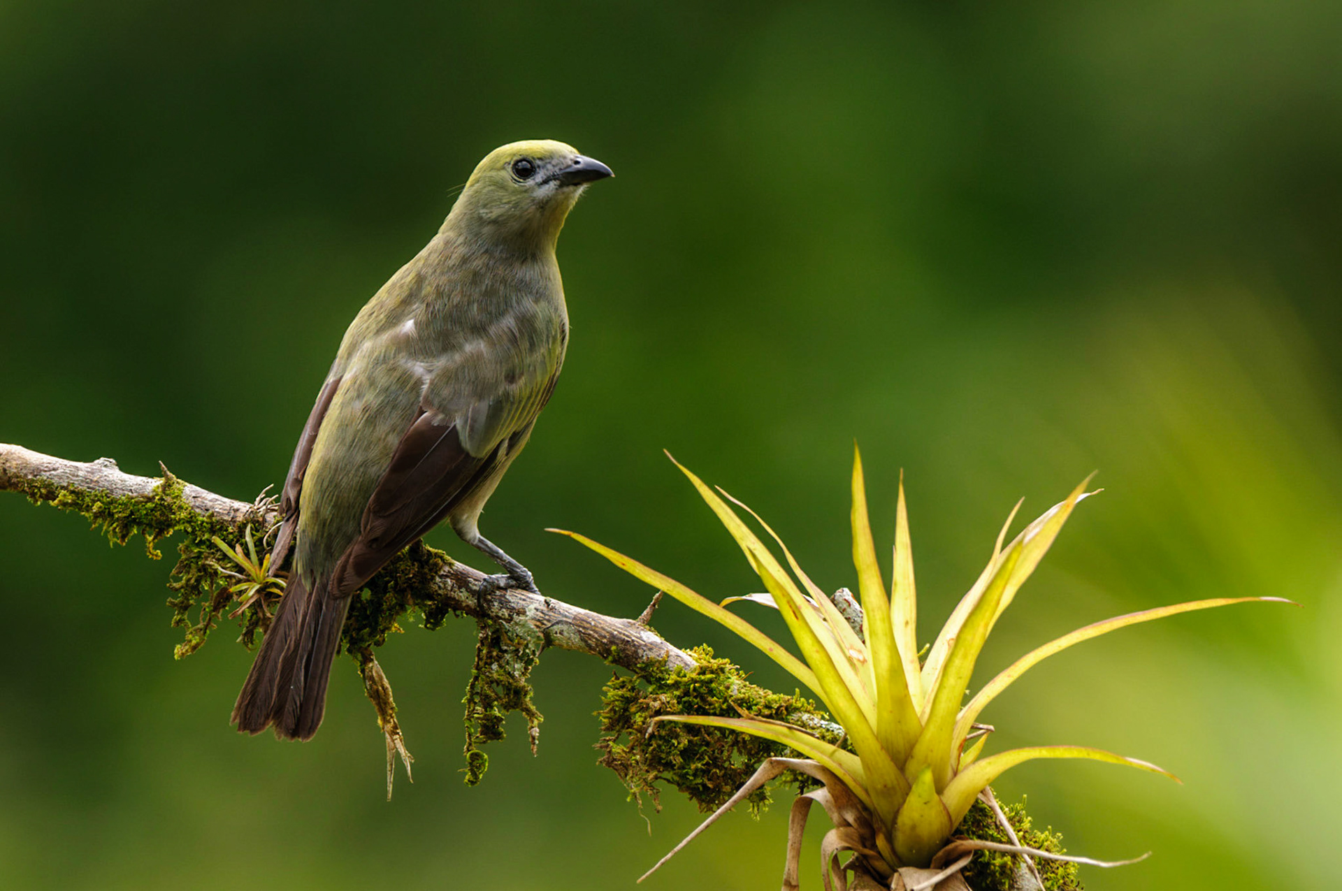 Palm Tanager, Thraupis palmarum
