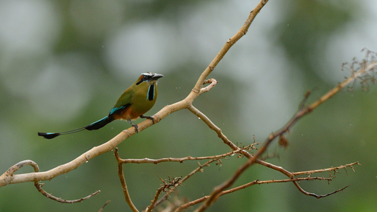 Turquoise-browed Motmot, Eumomota superciliosa australis