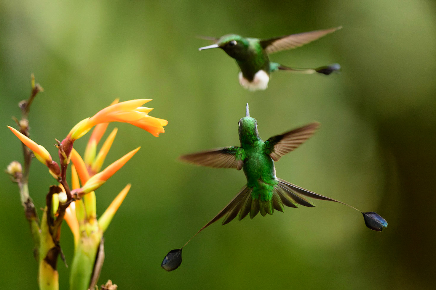 White-booted Racket-tail, Ocreatus underwoodii