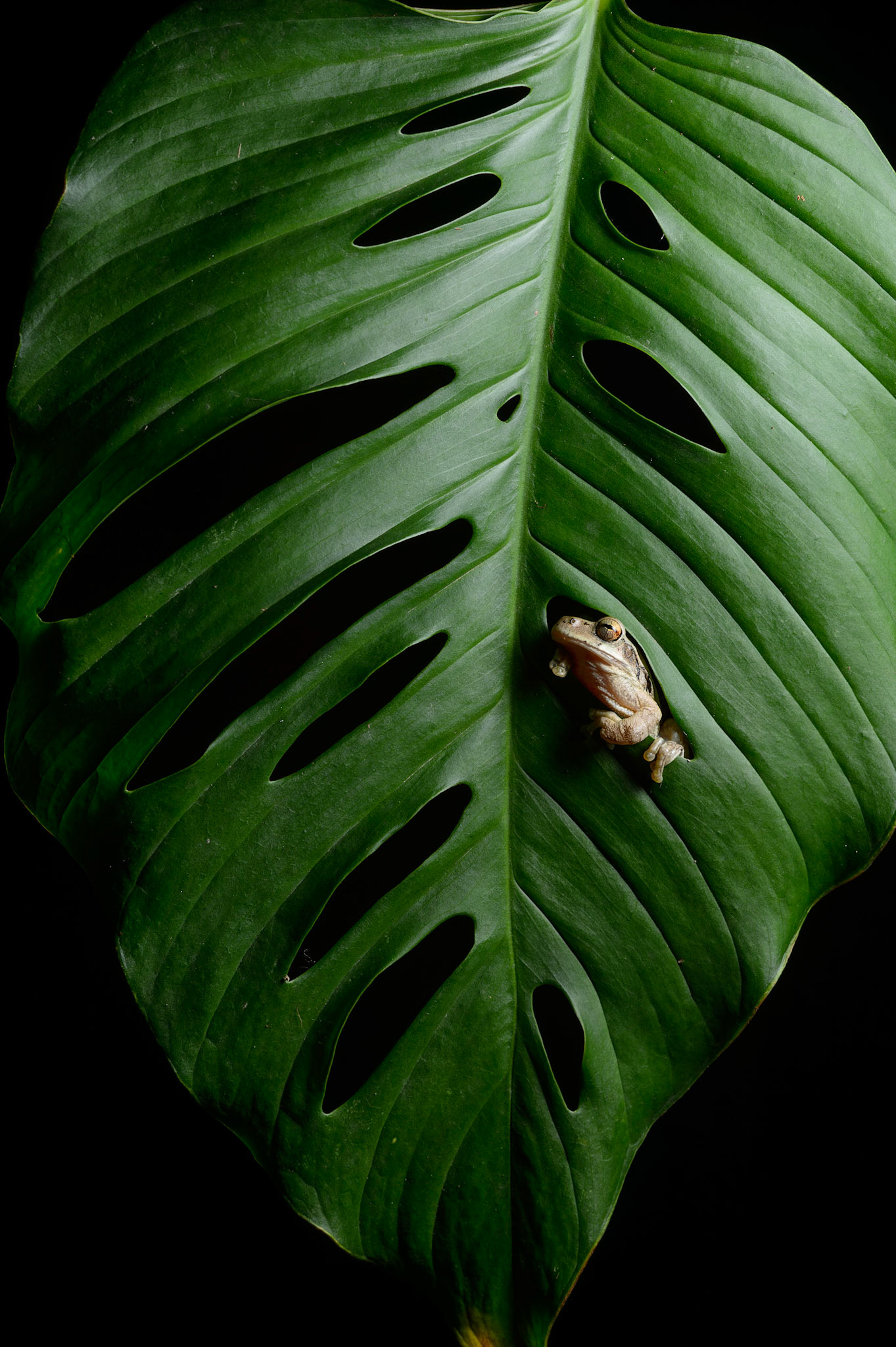 Drab Treefrog, Smilisca sordida. Also known as Costa Rican Smilisca, Veragua Cross-banded Treefrog