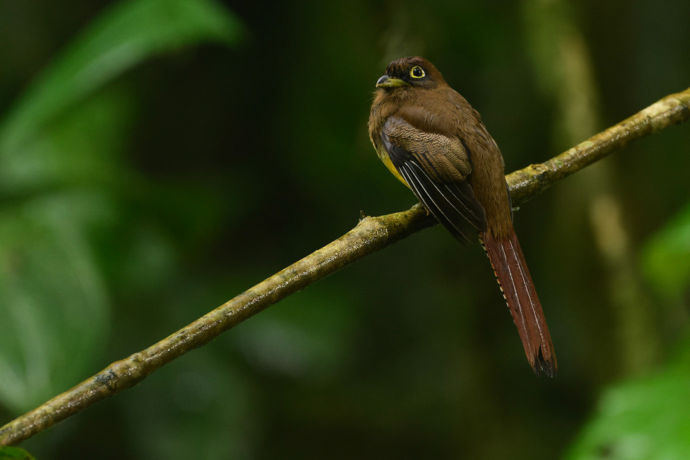 Black-tailed Trogon, Trogon melanurus