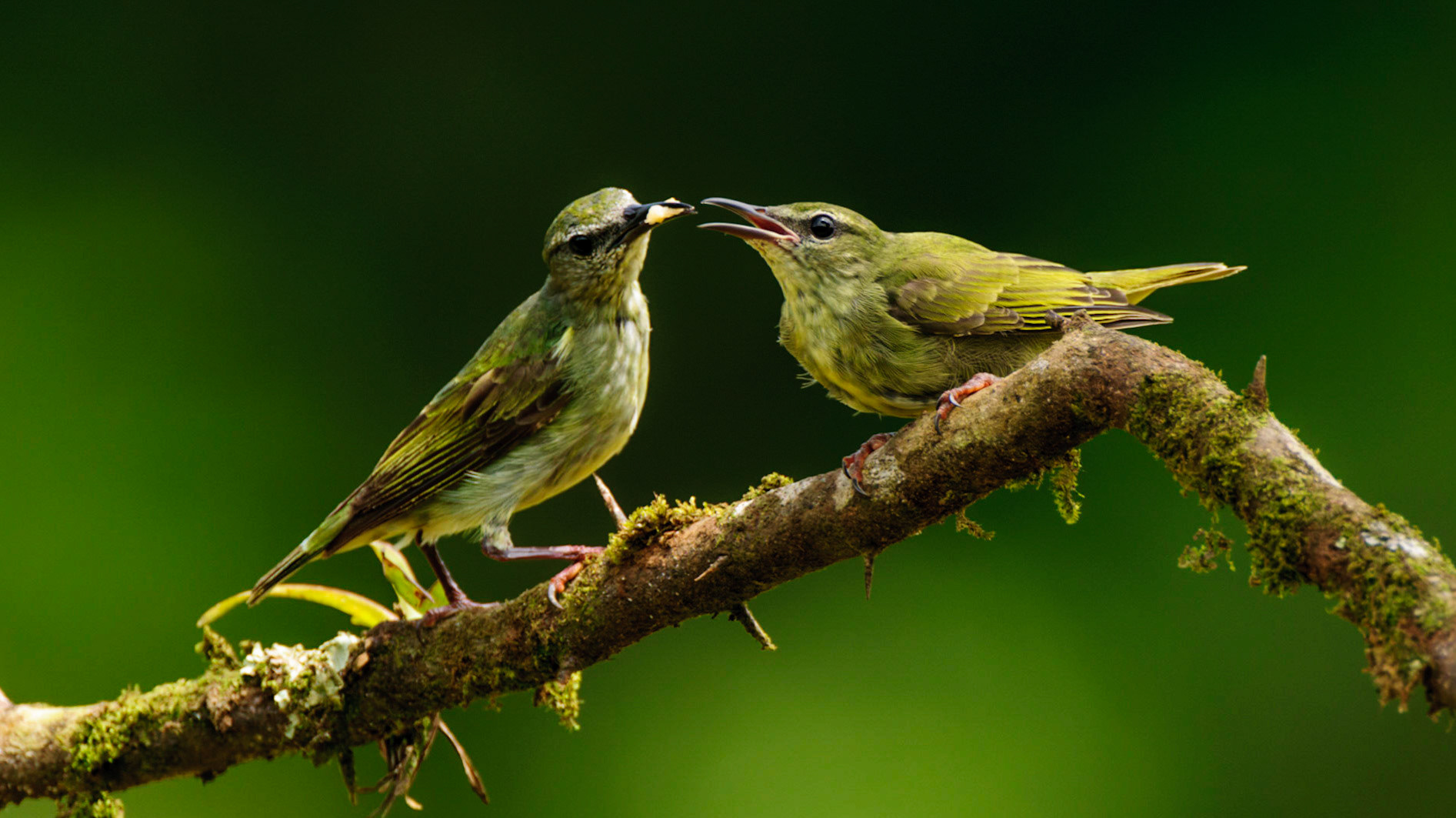 Red-legged Honeycreeper, Cyanerpes cyaneus