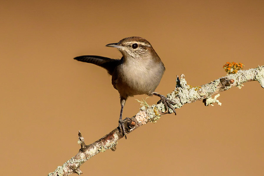 Bewick's Wren Thryomanes bewickii