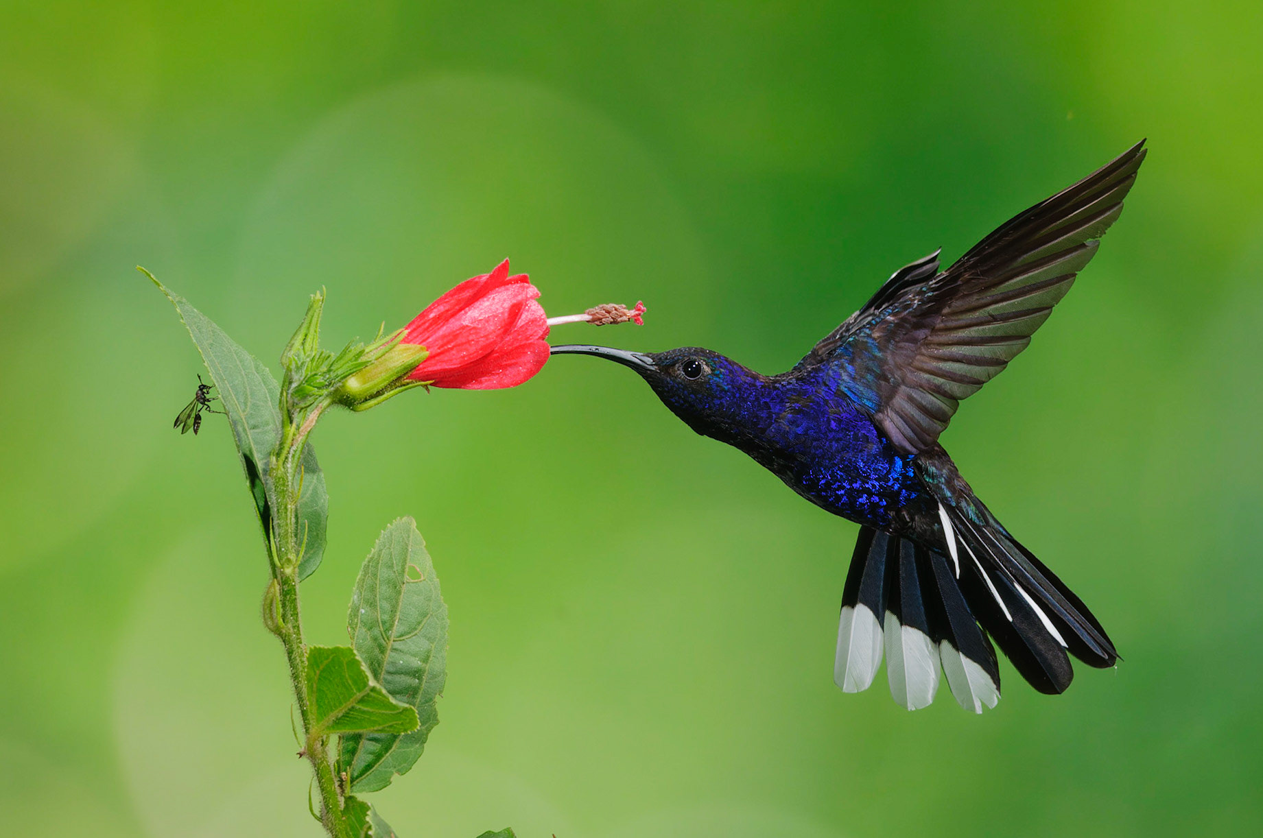Violet Sabrewing, Campylopterus hemileucurus pollinating Turk's Cap Hibiscus, Malvaviscus concinnus