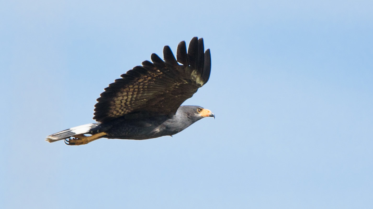 Mangrove Black Hawk, Buteogallus subtilis
