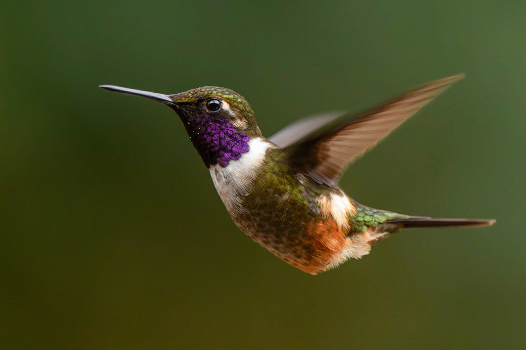 Purple-throated Woodstar, Calliphlox mitchellii