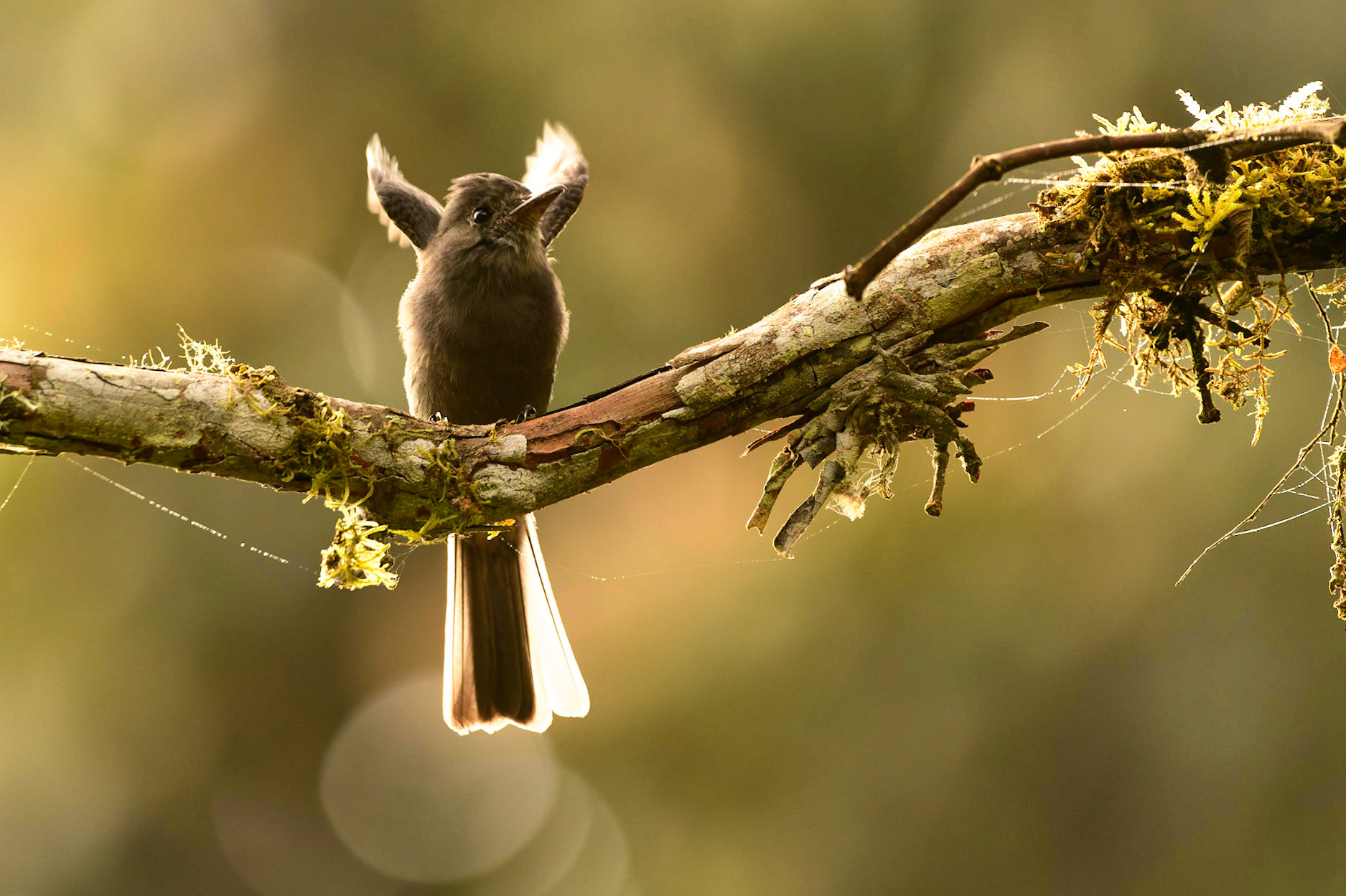 Smoke-colored Pewee, Contopus fumigatus