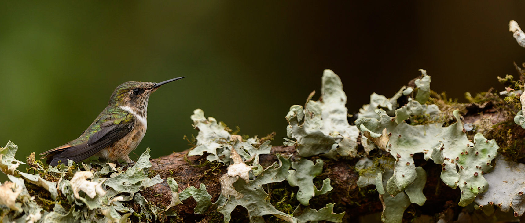 Volcano Hummingbird, Selasphorus flammula