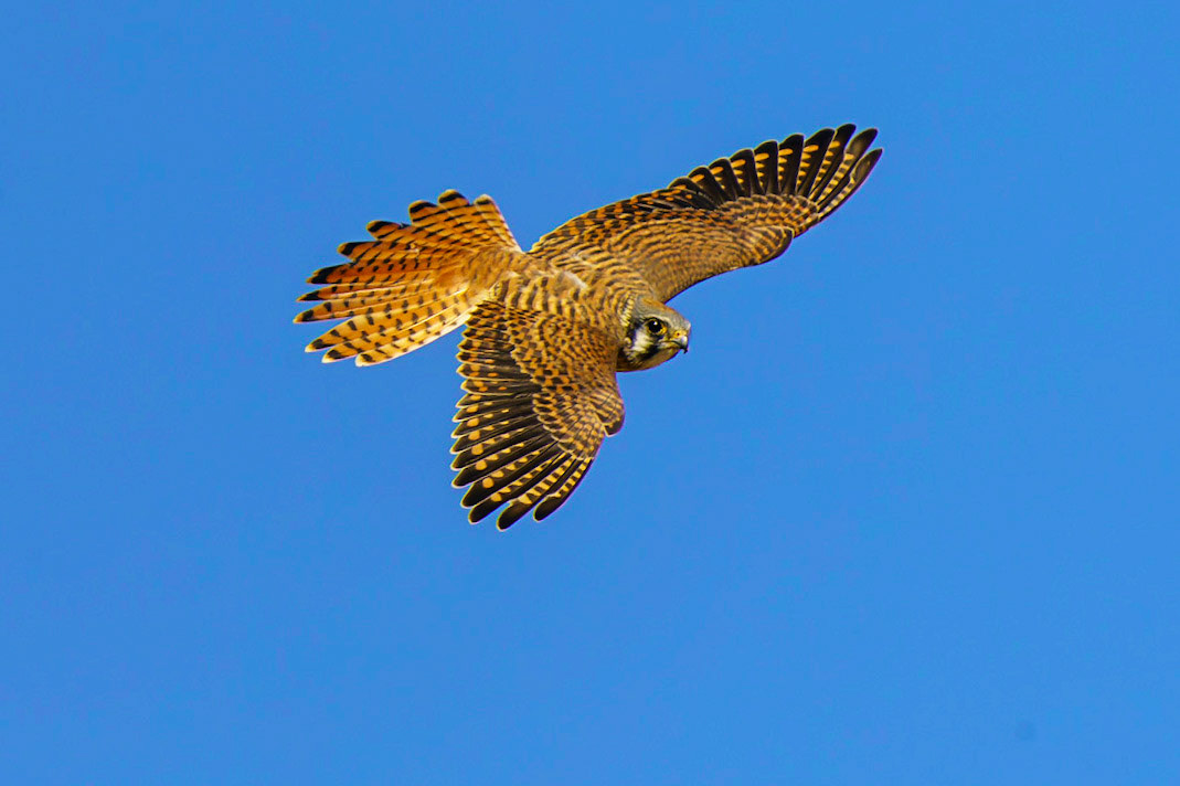 American Kestrel (Male), Falco sparverius