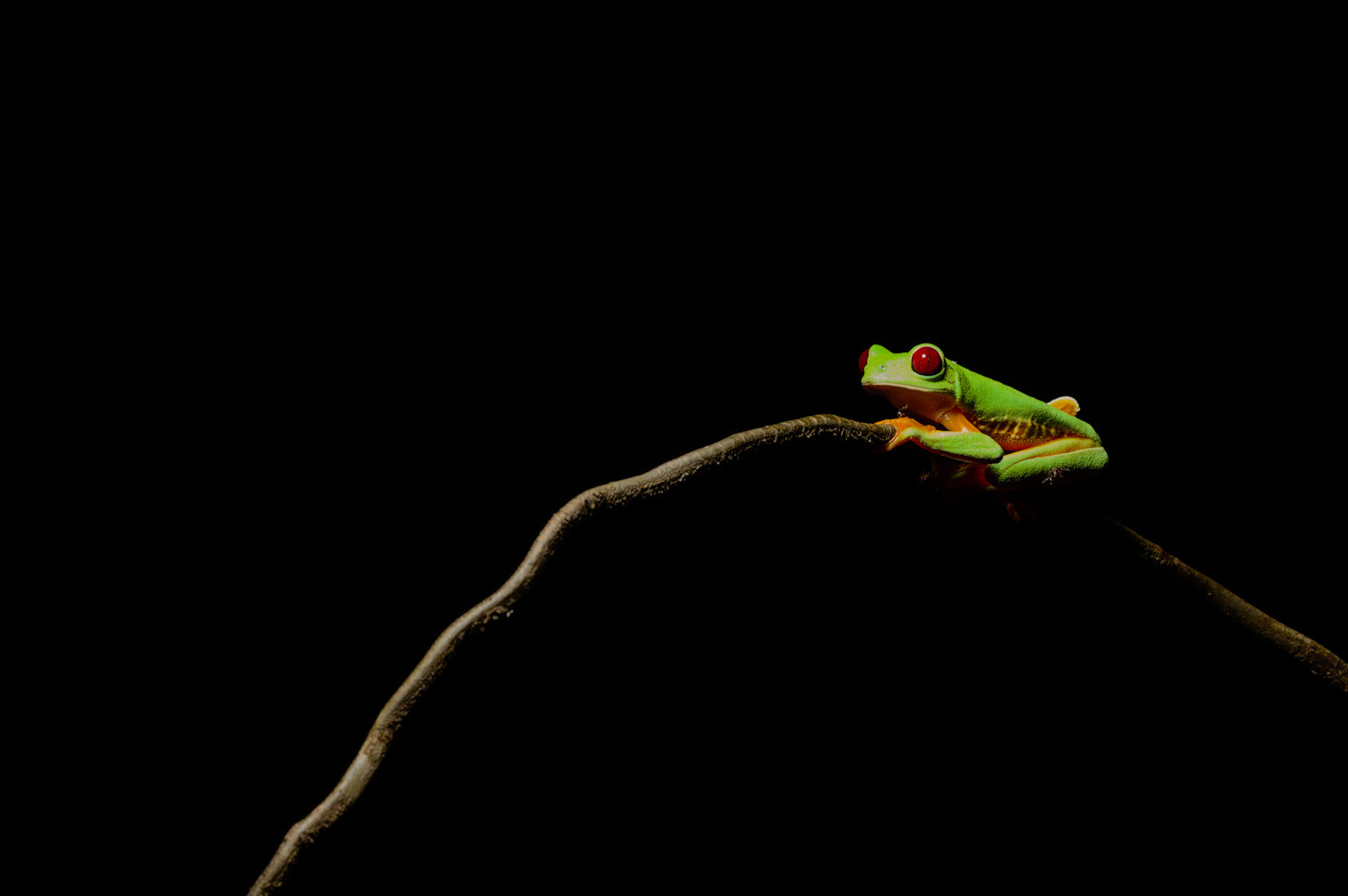 Red-eyed-Tree Frog, Agalychnis callidryas