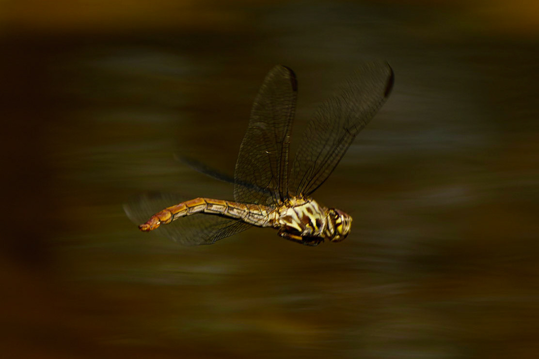 Roseate Skimmer, Orthemis ferruginea