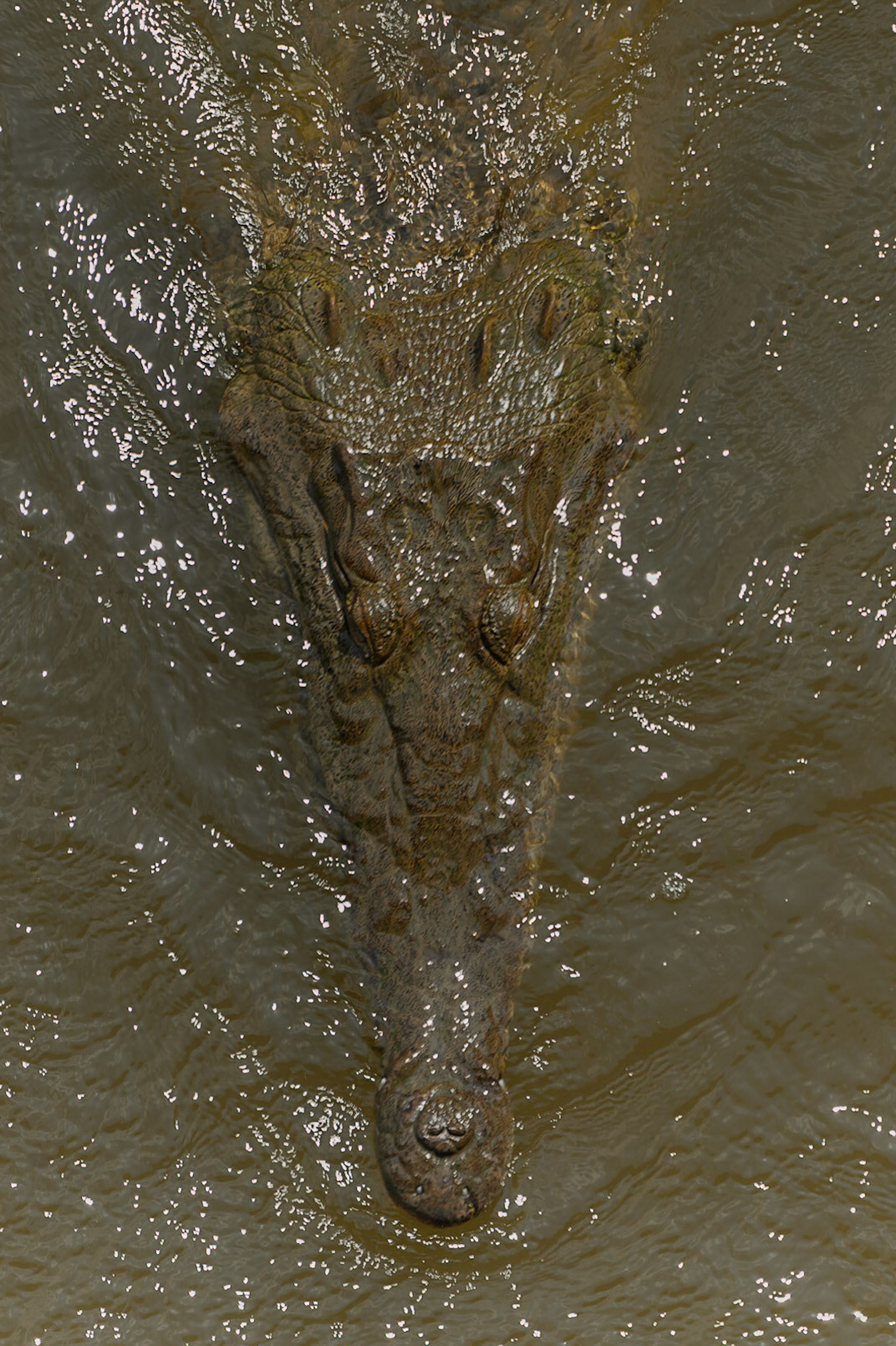 American Crocodile, Crocodylus acutus