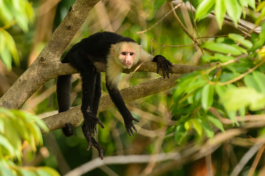 Panamanian white-faced capuchin, Cebus imitator