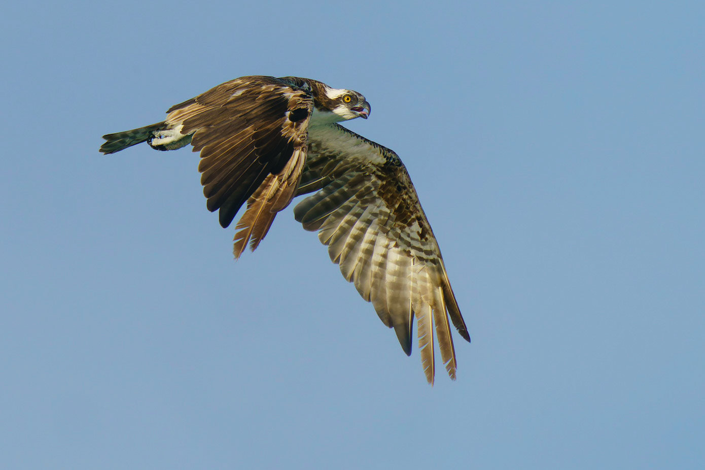 Osprey, Pandion haliaetus