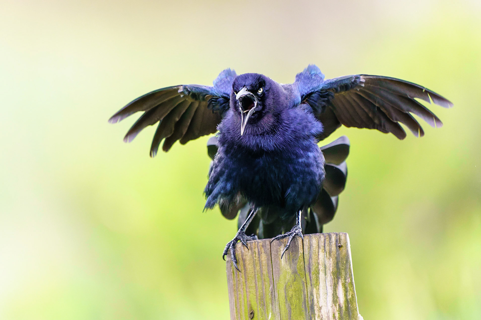Great-tailed Grackle, Quiscalus mexicanus