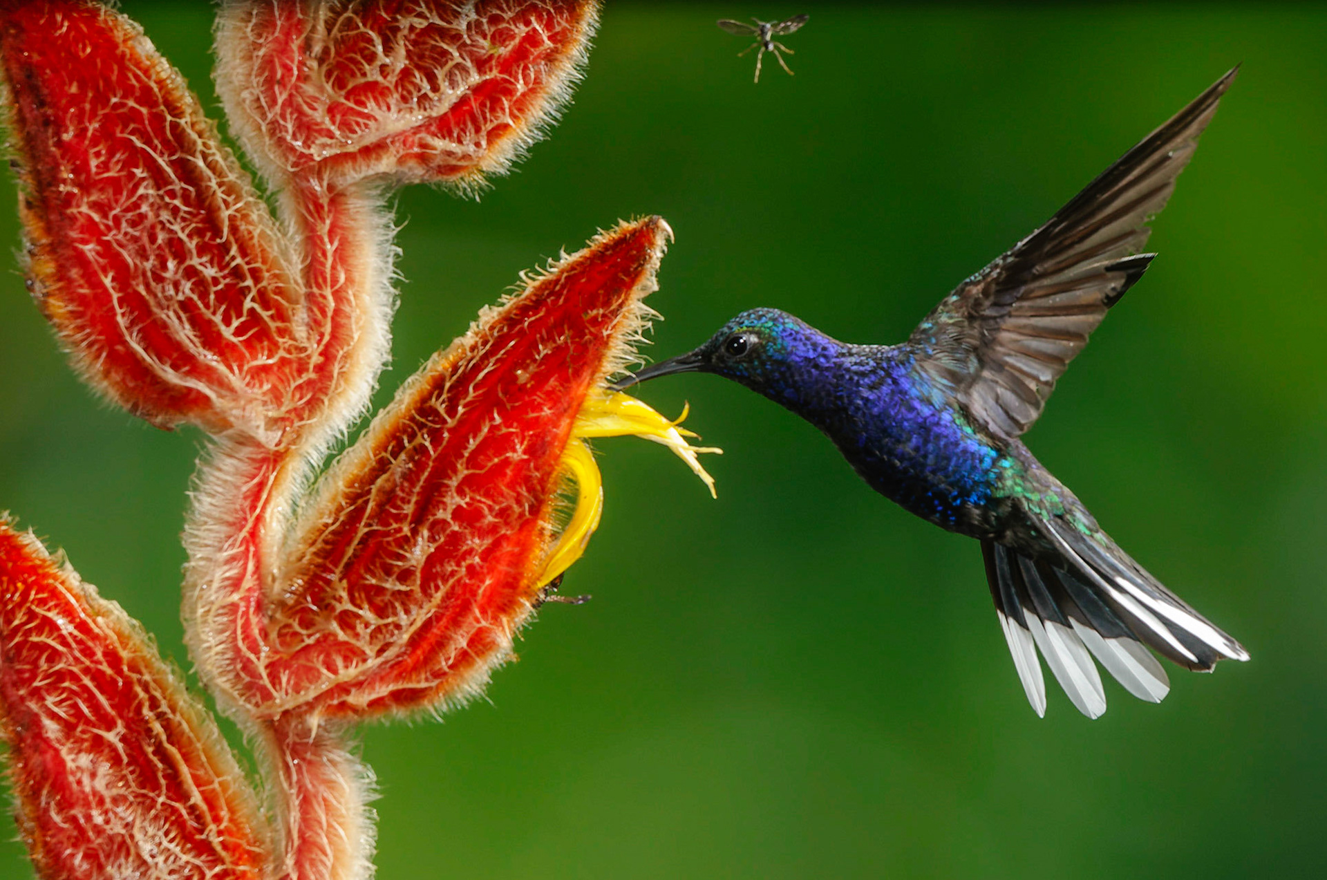 Violet Sabrewing, Campylopterus hemileucurus pollenating a Heliconia (Heliconia mutisiana)